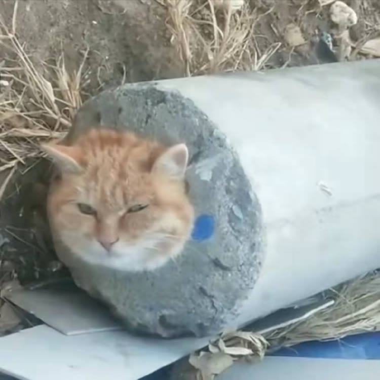 王某人（肌肉猛男）