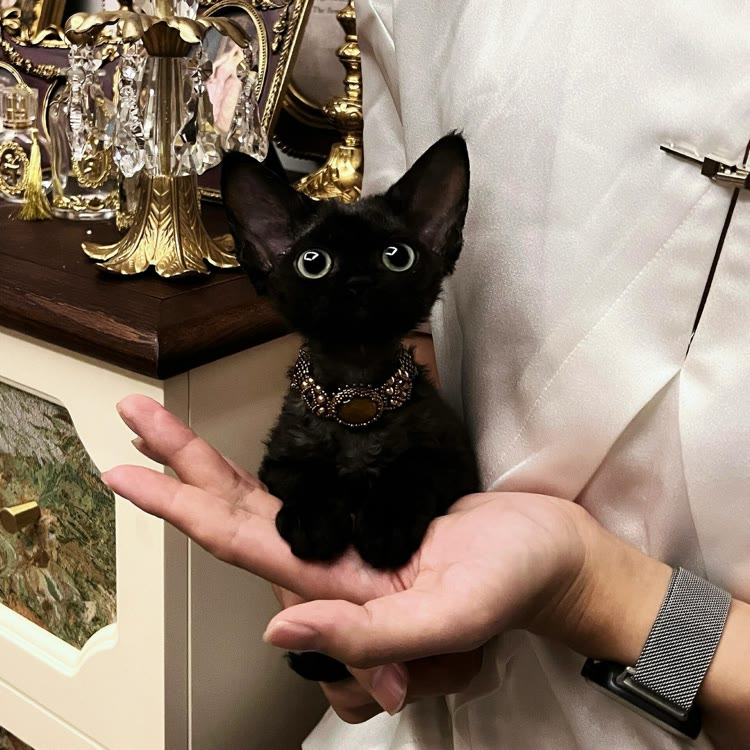 帕维诺猫咪爱专卖店