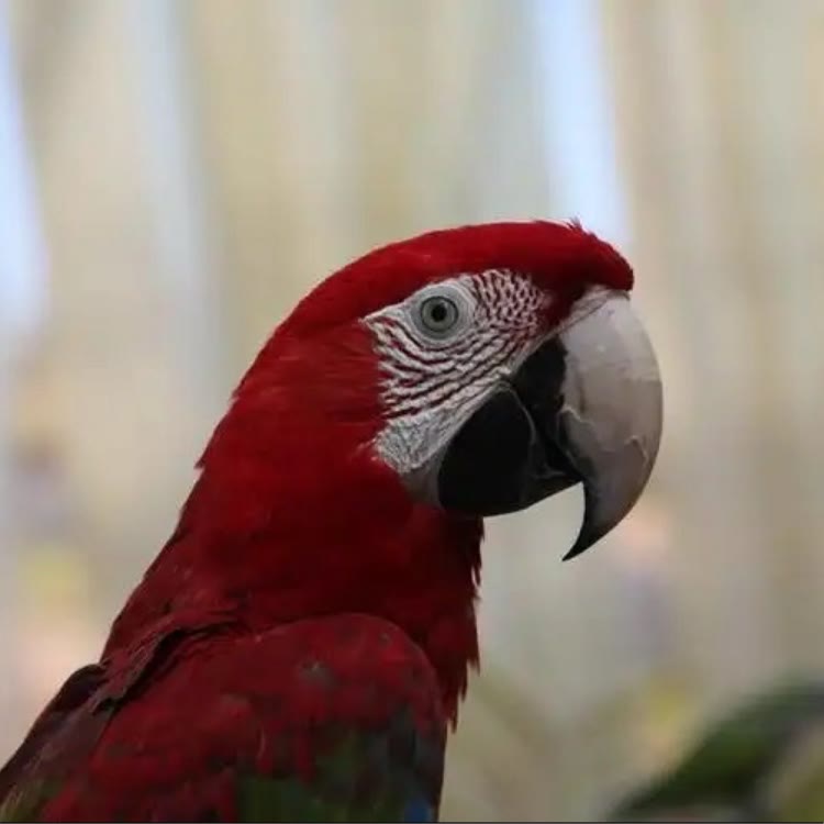 萌宠动物之鹦鹉科普