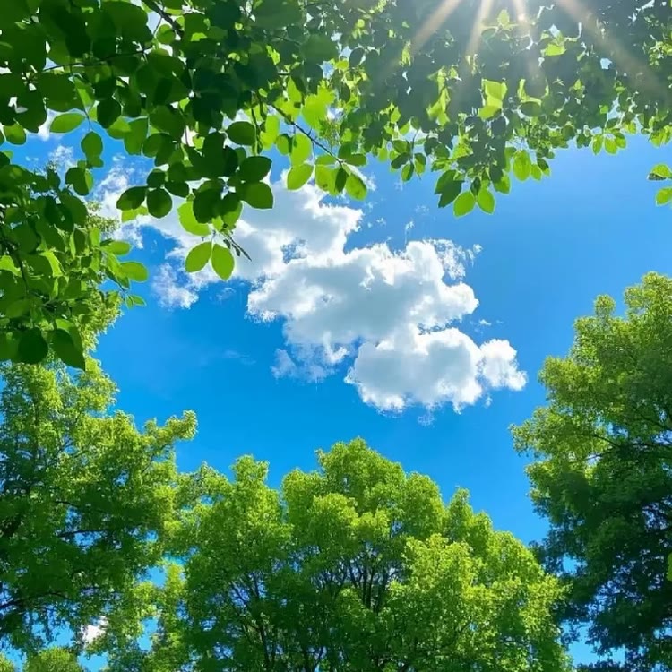 秘密盆栽花卉基地
