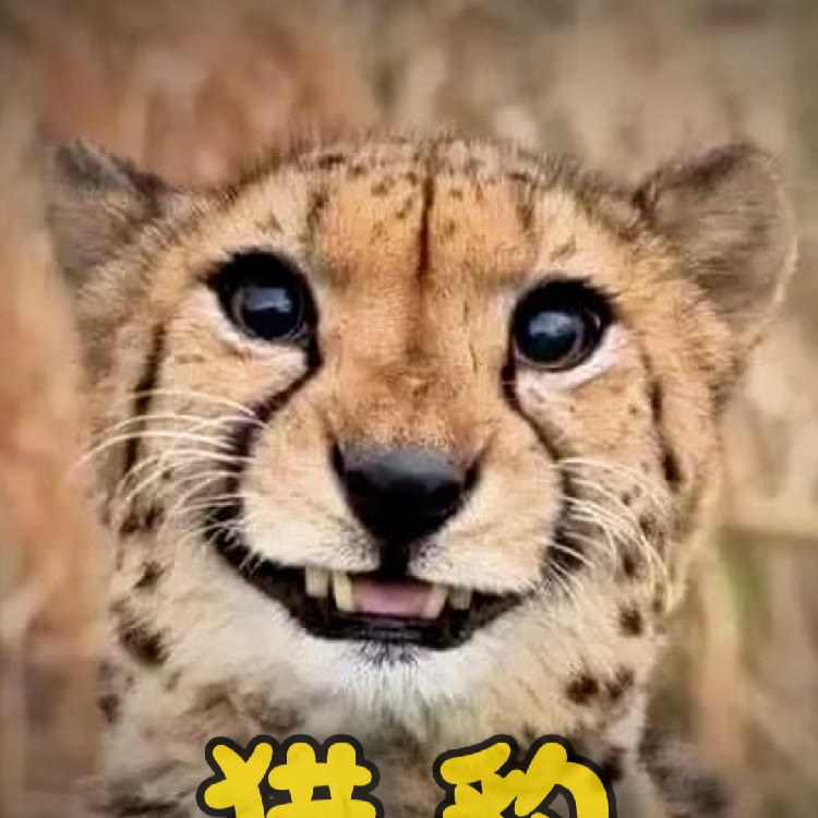 动物之歌