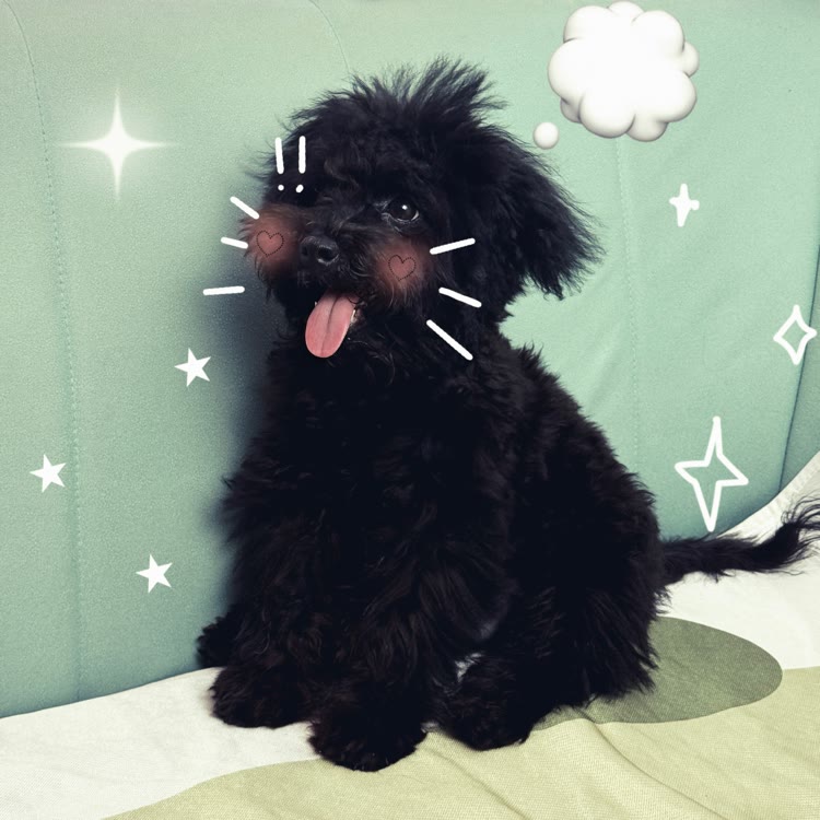 多多是泰迪