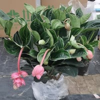 建安汇用户头像